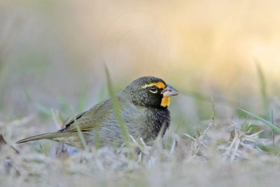 _MG_5981 Yellow-faced Grassquit.jpg