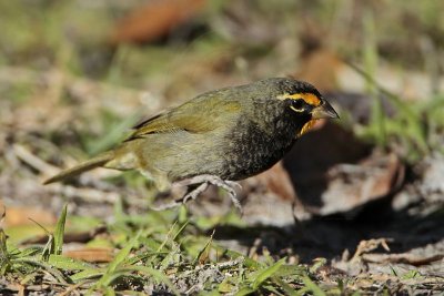 _MG_5691 Yellow-faced Grassquit.jpg