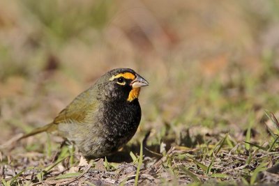 _MG_5743 Yellow-faced Grassquit.jpg