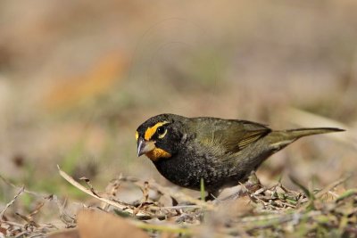 _MG_6036 Yellow-faced Grassquit.jpg