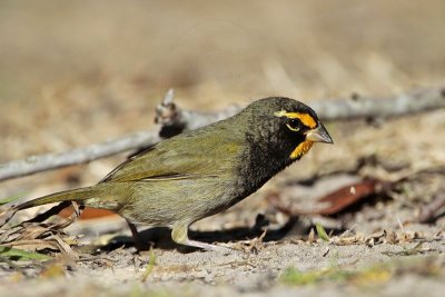 _MG_6298 Yellow-faced Grassquit.jpg