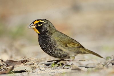 _MG_6351 Yellow-faced Grassquit.jpg