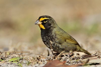 _MG_6377 Yellow-faced Grassquit.jpg