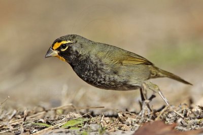 _MG_6383 Yellow-faced Grassquit.jpg