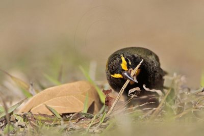 _MG_6447 Yellow-faced Grassquit.jpg