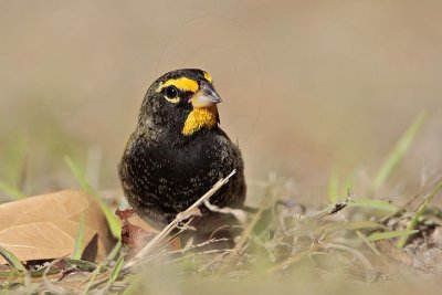 _MG_6449 Yellow-faced Grassquit.jpg