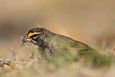 _MG_6471 Yellow-faced Grassquit.jpg