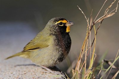 _MG_6595 Yellow-faced Grassquit.jpg