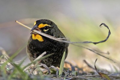 _MG_6728 Yellow-faced Grassquit.jpg