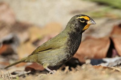 _MG_6905 Yellow-faced Grassquit.jpg