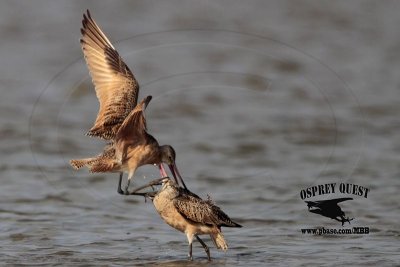 Marbled Godwit - fight #1