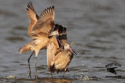 _MG_0804 Marbled Godwit fighting.jpg