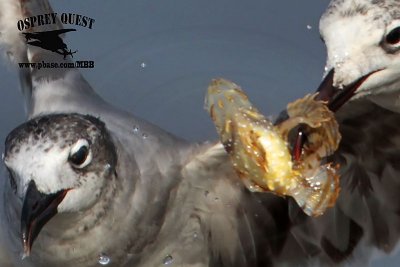 _MG_4103crop2 Laughing Gull – sargassum fish.jpg