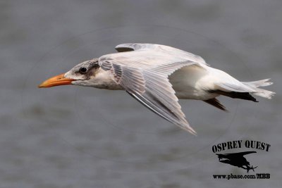 _MG_7243 Caspian Tern.jpg