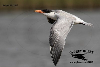 _MG_3283 Caspian Tern.jpg