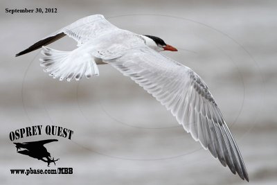 _MG_9219 Caspian Tern.jpg