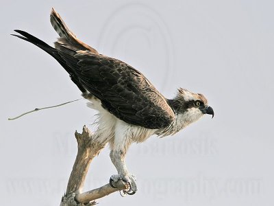 Osprey - Defecation - on the perch