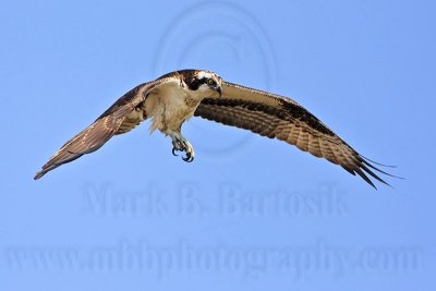 _MG_4359 Osprey.jpg