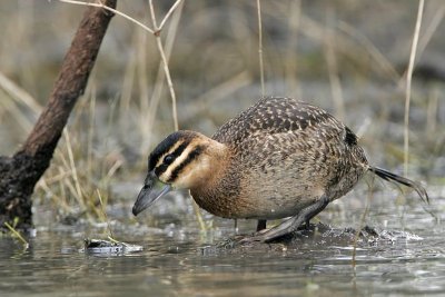 _MG_0166 Masked Duck.jpg