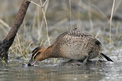 _MG_0167 Masked Duck.jpg