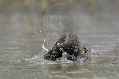 _MG_0262 Masked Duck.jpg