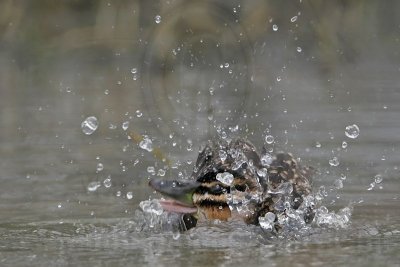 _MG_0263 Masked Duck.jpg