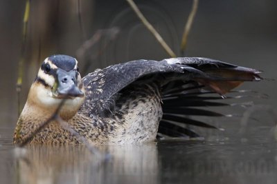 _MG_0379 Masked Duck.jpg