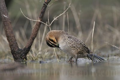 _MG_0479 Masked Duck.jpg