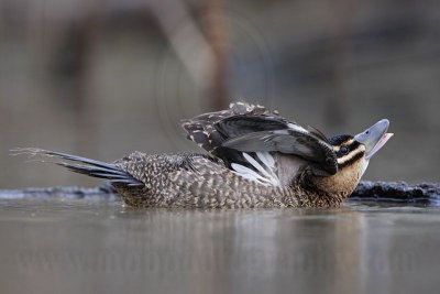 _MG_0599 Masked Duck.jpg