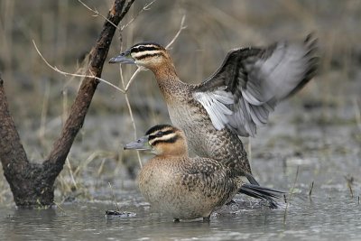 _MG_0638 Masked Duck.jpg