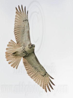 _MG_0967 Red-tailed Hawk.jpg
