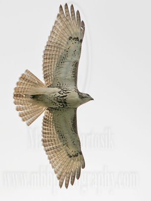 _MG_0969 Red-tailed Hawk.jpg