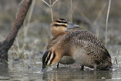_MG_1006 Masked Duck.jpg