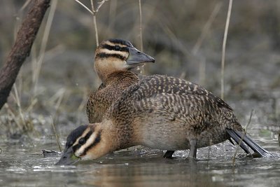 _MG_1007 Masked Duck.jpg