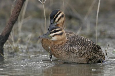 _MG_1008 Masked Duck.jpg