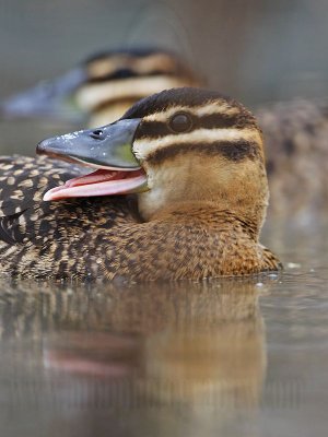 _MG_1028 Masked Duck.jpg