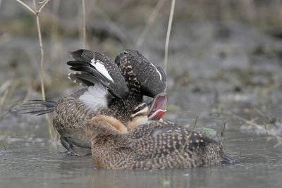_MG_1206 Masked Duck.jpg