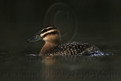 _MG_7249 Masked Duck.jpg