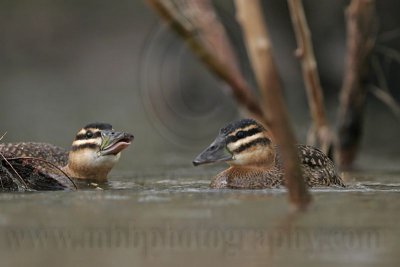 _MG_7404 Masked Duck.jpg