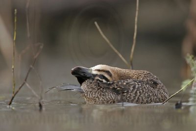 _MG_7496 Masked Duck.jpg