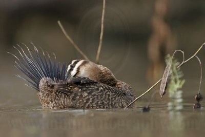 _MG_7503 Masked Duck.jpg