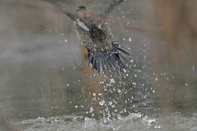 _MG_9251 Masked Duck.jpg