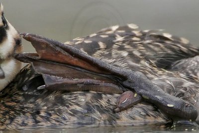_MG_9724crop Masked Duck.jpg