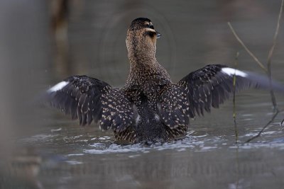 _MG_9900 Masked Duck.jpg