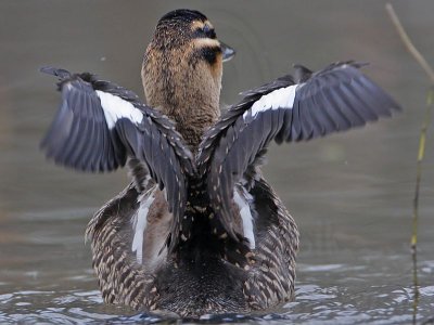 _MG_9903 Masked Duck.jpg