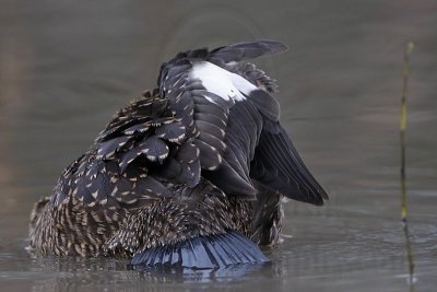 _MG_9939 Masked Duck.jpg