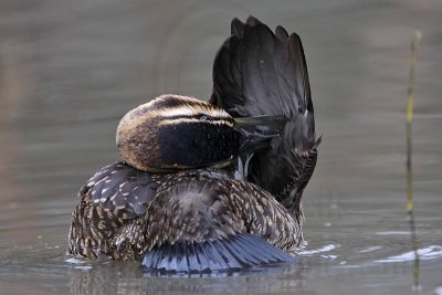 _MG_9960 Masked Duck.jpg
