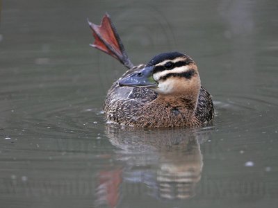 _MG_2197 Masked Duck.jpg