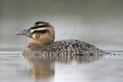 _MG_2685 Masked Duck.jpg