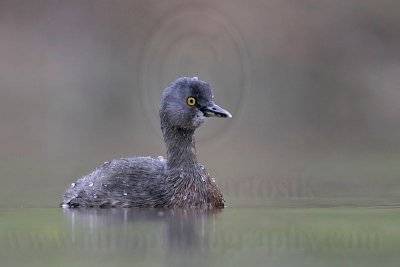 _MG_2753 Least Grebe.jpg